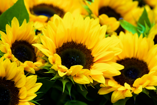 Yellow sunflowers